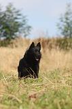 SCHIPPERKE 008